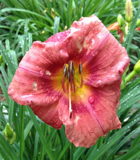Daylily Rosy Returns Day Lilies Garden Plants