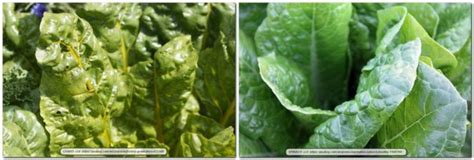 The Similarities Between Spinach And Swiss Chard Virily