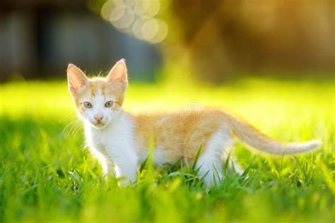 Small Kitten On Green Grass Meadow On Bright Sunny Summer Day Cute
