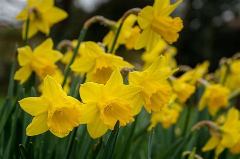 Daffodils Flowers Plant Yellow Hd Wallpaper Peakpx