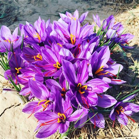 The Saffron Flowers Bloom For A Period Of 20 Days And Peak For 2 3