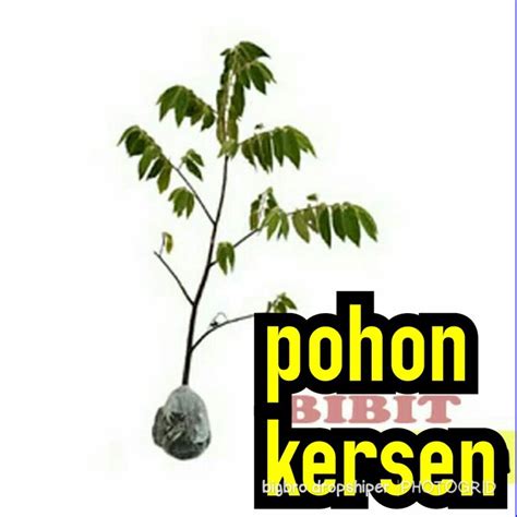 Jual Bibit Pohon Kersen 1 Meter Pohon Seri Pohon Talok Terbaru Shopee Indonesia