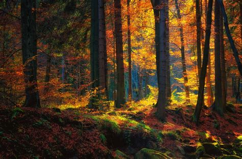 1082848 Sunlight Trees Landscape Forest Fall Leaves Tree Autumn