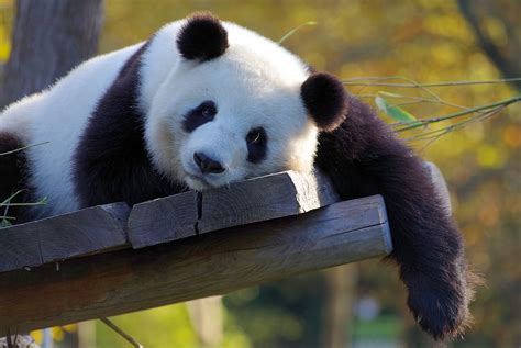 Hd Wallpaper Panda China Bamboo Zoo Bear Endangered Animal