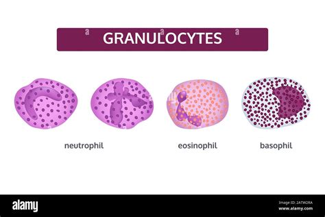 Vector Set Of White Blood Cells Granulocytes Basophil Eosinophil And