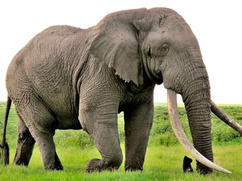 Elefante Africano Se Encuentra En Peligro De Extinción
