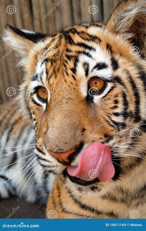 Tiger Lick Royalty Free Stock Images Image 16811169