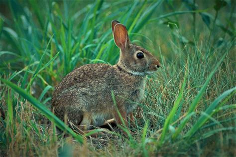 Things To Consider Before Getting A Cottontail Rabbit Patchpets