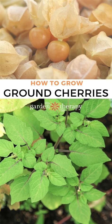 Growing Ground Cherry Plants A Well Kept Garden Crop Secret Garden
