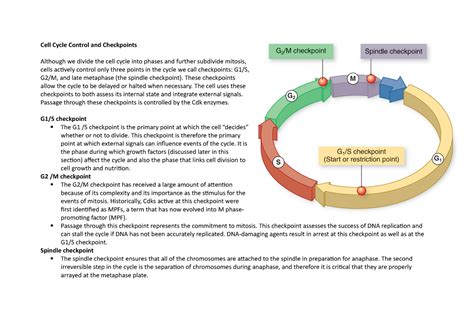 Checkpoints Summary Biology Cell Cycle Control And Checkpoints