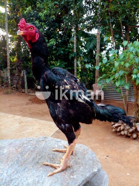 Rooster In Kurunegala City Ikman
