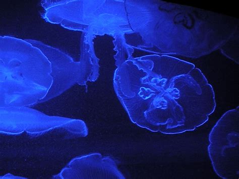 Big box jellyfish have 24 eyes. Transparent & Deadly: 7 Facts About The Australian Box Jellyfish