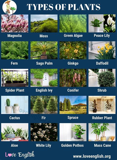Different Types Of Plants Pictures And Their Names Octopussgardencafe