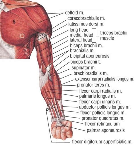 Upper Arm Muscles Diagram Muscles Of The Arm And Hand
