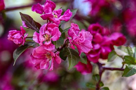 The Thunderchild Crabapple Tree Minneopa Orchards