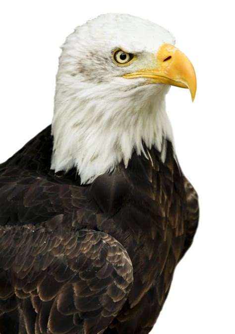 Eagle Transparent Png Eagle Head Bald Eagle Clipart Free Download