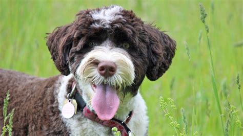 9 Fuzzy Facts About The Portuguese Water Dog Mental Floss