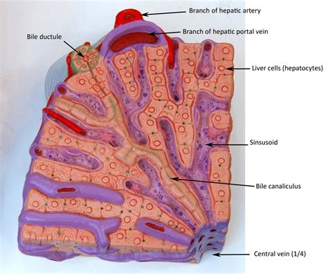 Liver Sectional View Liver Anatomy Digestive