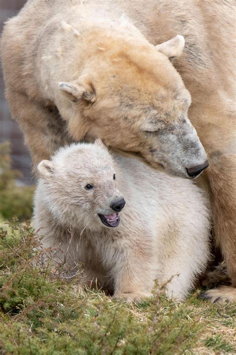Scotlands Only Female Polar Bear And Mum To Uks First Bear Cub In 25