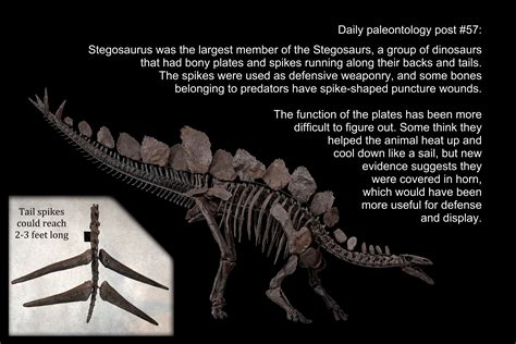 Daily Paleontology Post 57 Stegosaurus Rforsen