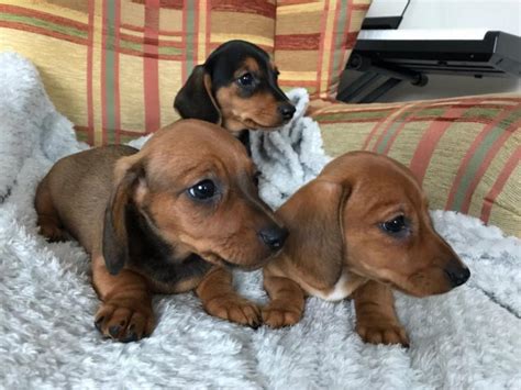 Loads of information on dachshund care & diet, training etc. Miniature Short Hair Dachshund Puppies | Centurion Dogs ...