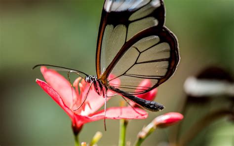 White Black Glassy Butterfly On Red Flower In Green Blur Background 4k