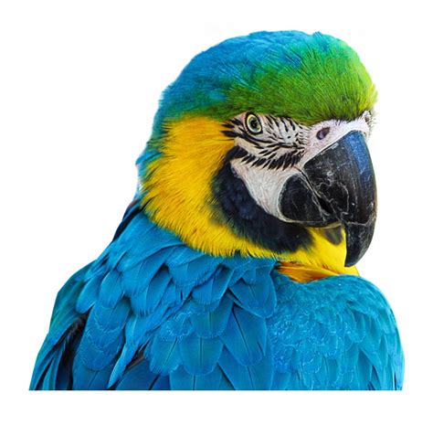 Parrot Png Clip Art Library