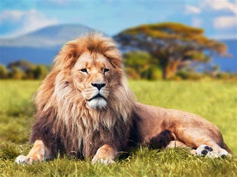 Dream About Lions Spiritual Meanings And Interpretation