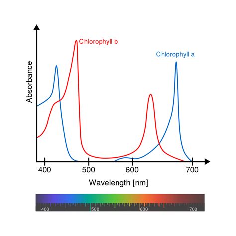 Chlorophyll, a natural green pigment, takes part widely in the nutrition of humans. File:Chlorophyll ab spectra-en.svg - Wikimedia Commons