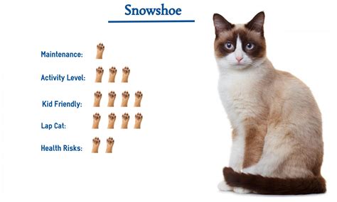 Snowshoe Cat Breed Everything You Need To Know At A Glance In 2021