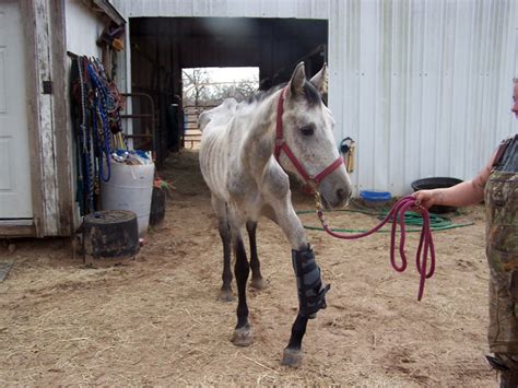 Malnourished Injured Horse Seized From Elmendorf Home