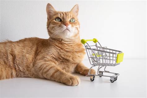 Ginger Cat With Shopping Cart On White Background Looking Curiously