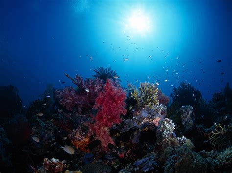 Underwater Beautiful Sea World Hd Pictures Npicx We Share