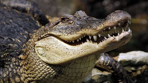 Create Meme Alligator Big Crocodile Crocodile Alligator Pictures