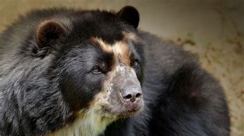 35 Interesting Spectacled Bears Facts