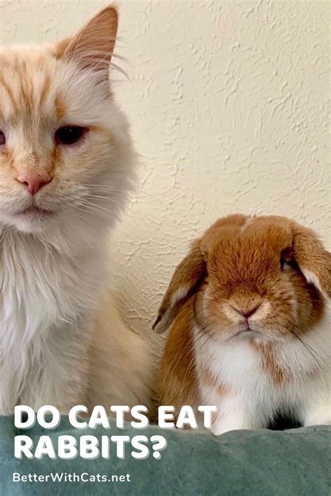I just feel bad so then i will give them something to eat. Do Cats Eat Rabbits (And Can They Get Along)? in 2020 ...