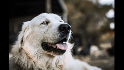 Great Pyrenees Dog Breed Info Guide And Care