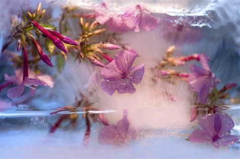 Frozen Flower Of Phlox Stock Image Image Of Fragility 48810871