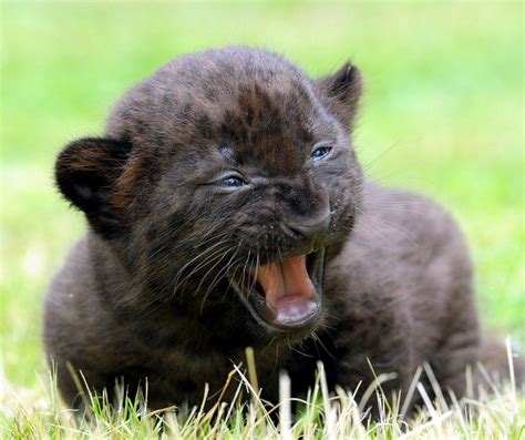 Black Panther Cubs Panther For Sale Cub Big Cats 3
