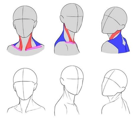 Neck Drawing Reference And Sketches For Artists