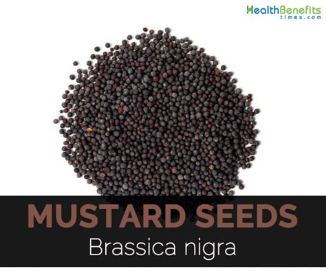 Mustard Seeds Facts Health Benefits And Nutritional Value