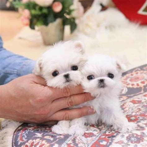 Home Raised Teacup Maltese Puppies Male And Female For Adoption1616