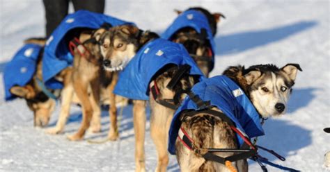 Mushers Fans Gather For Worlds Most Famous Sled Dog Race Cbs Detroit
