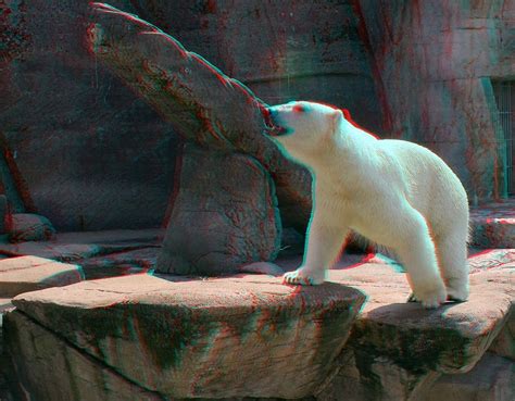 Pin By Rex Artista On Anaglifi Anaglyph Carnivorous Animals