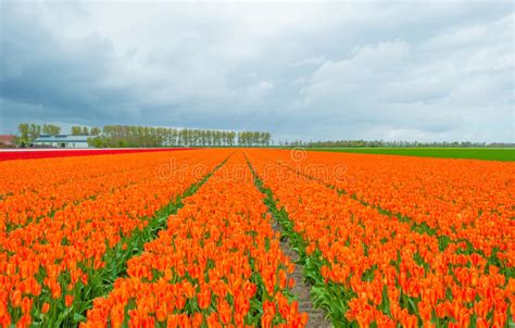 Field With Tulips Below A Cloudy Sky Stock Image Image Of Sunlight