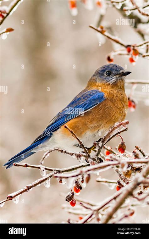 Eastern Bluebird Sialia Sialis Stock Photo Alamy