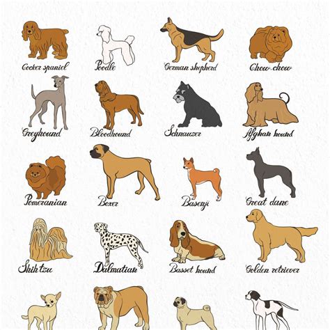 Dog Breeds Chart