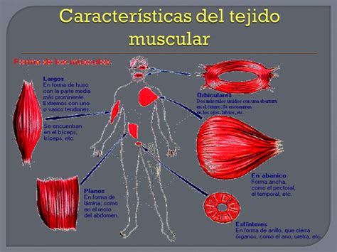 Anatomía Y Fisiología Humana Sistema Muscular