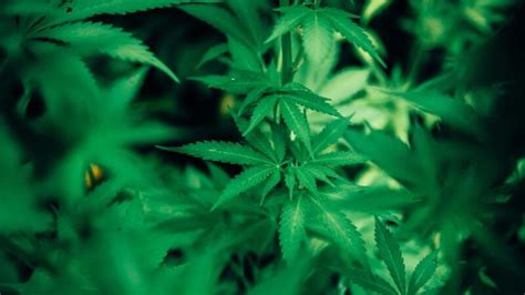 Minnesota Senate Passes Bill To Legalize Adult Use Cannabis