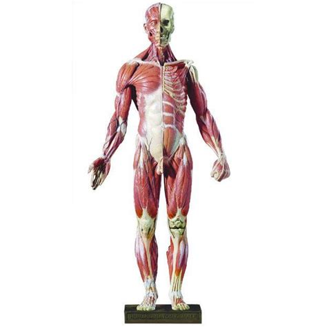 Modello Anatomico Di Testa DT99 Denoyer Geppert Di Muscolo Di